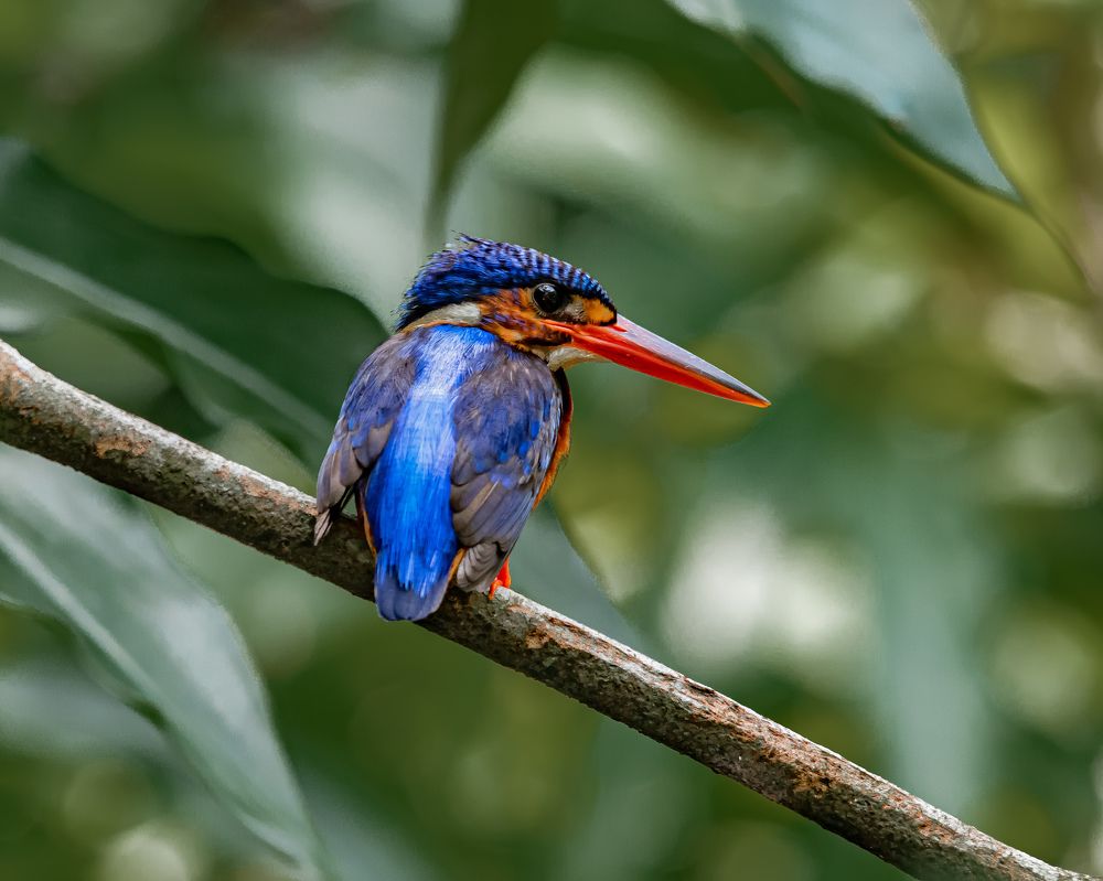 Фотография автора Yan Ze Ng