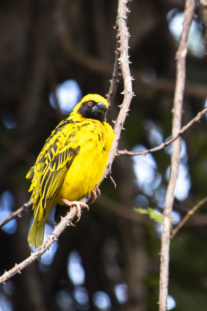 Ploceus Cucullatus also known as The Spotted Backed Weaver