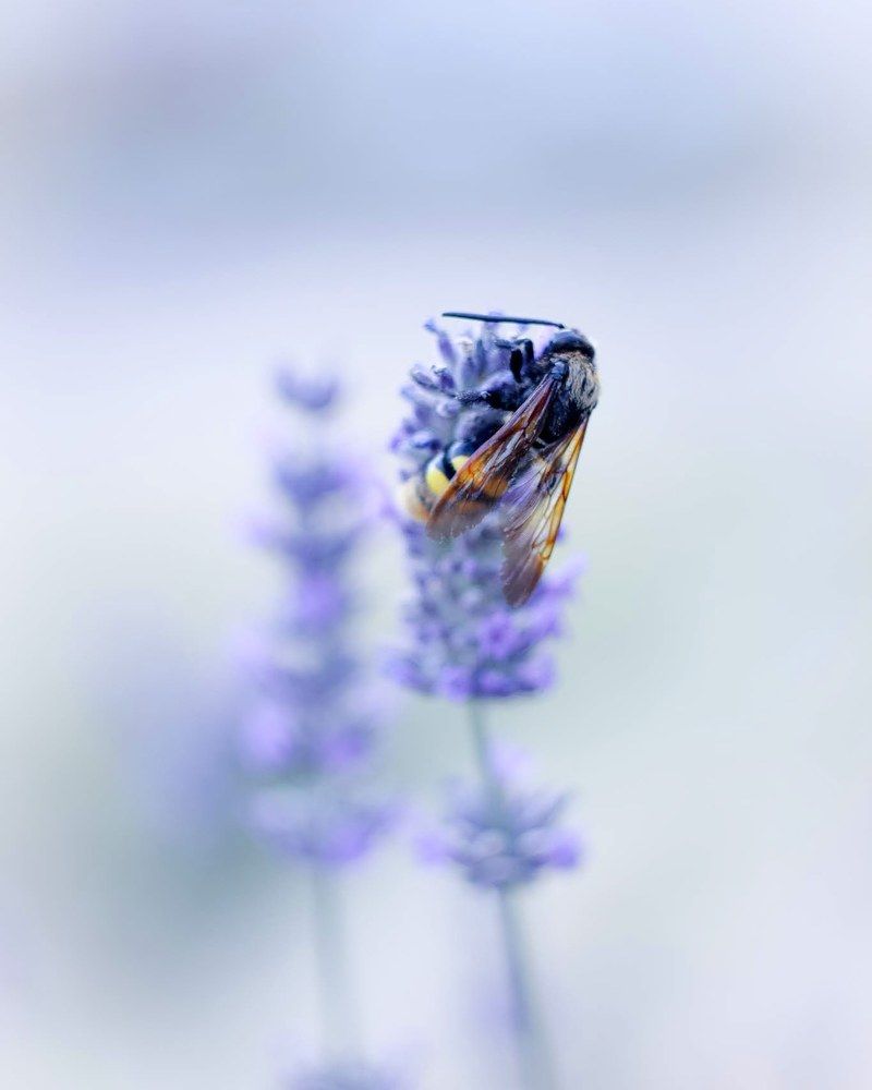 Photograph by Анна Тен