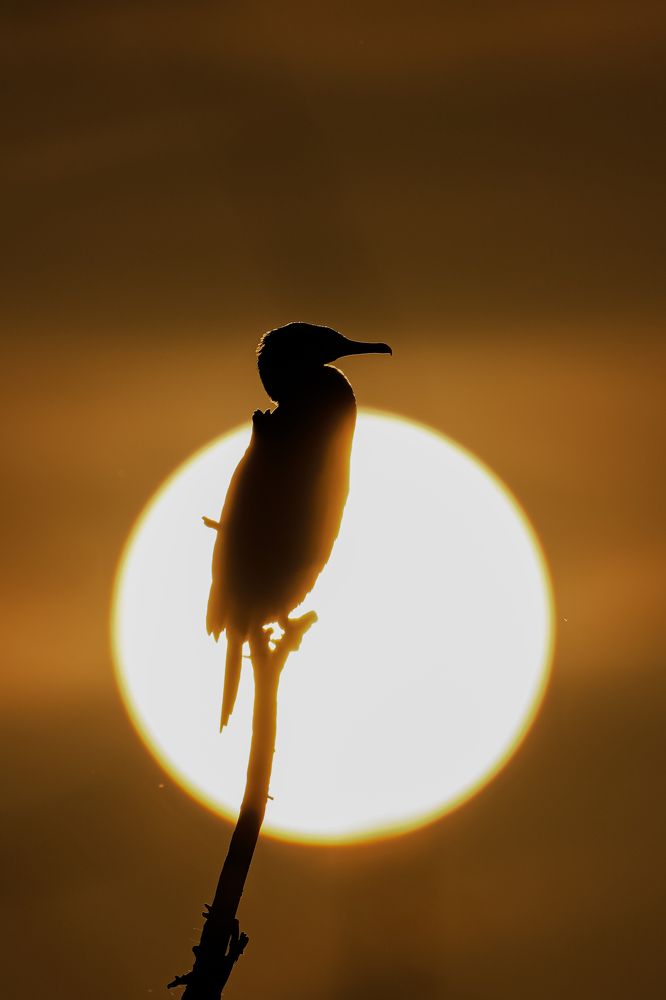 Photograph by Jaya Prakash Behera