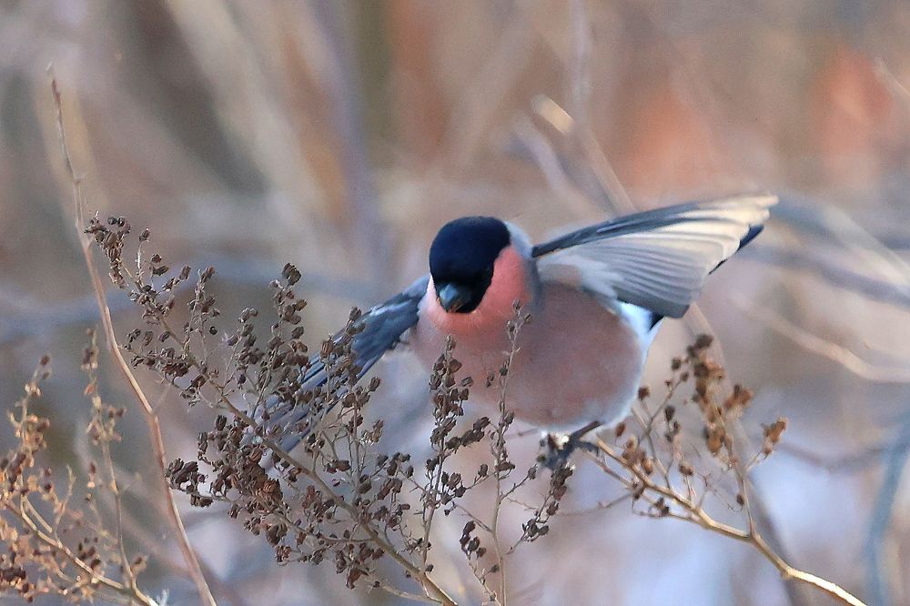 Photograph by Евгений Мел