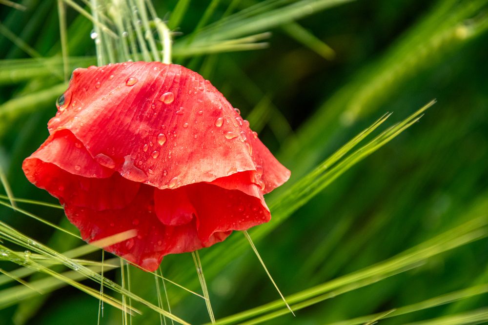 Photograph by Karolina Navodnik