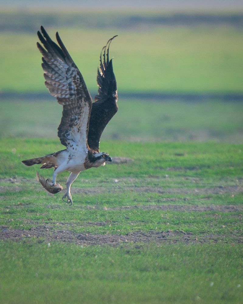 Фотография автора MANJUNATH BAGADE