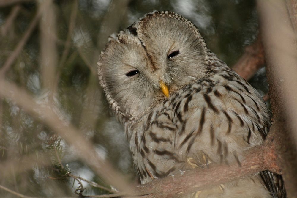 Photograph by Алексей Фомичев