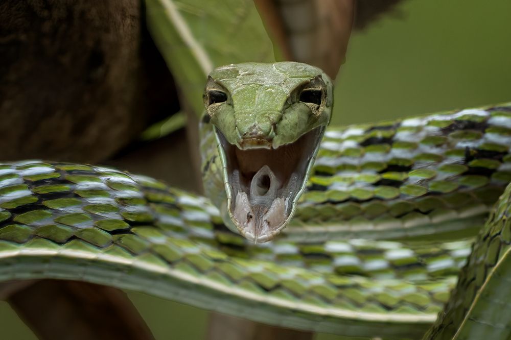 Photograph by Dzulfikri Dzulfikri