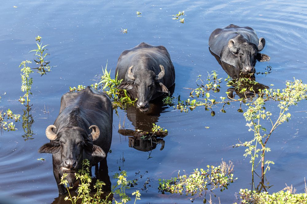 Photograph by Marcio Silveira