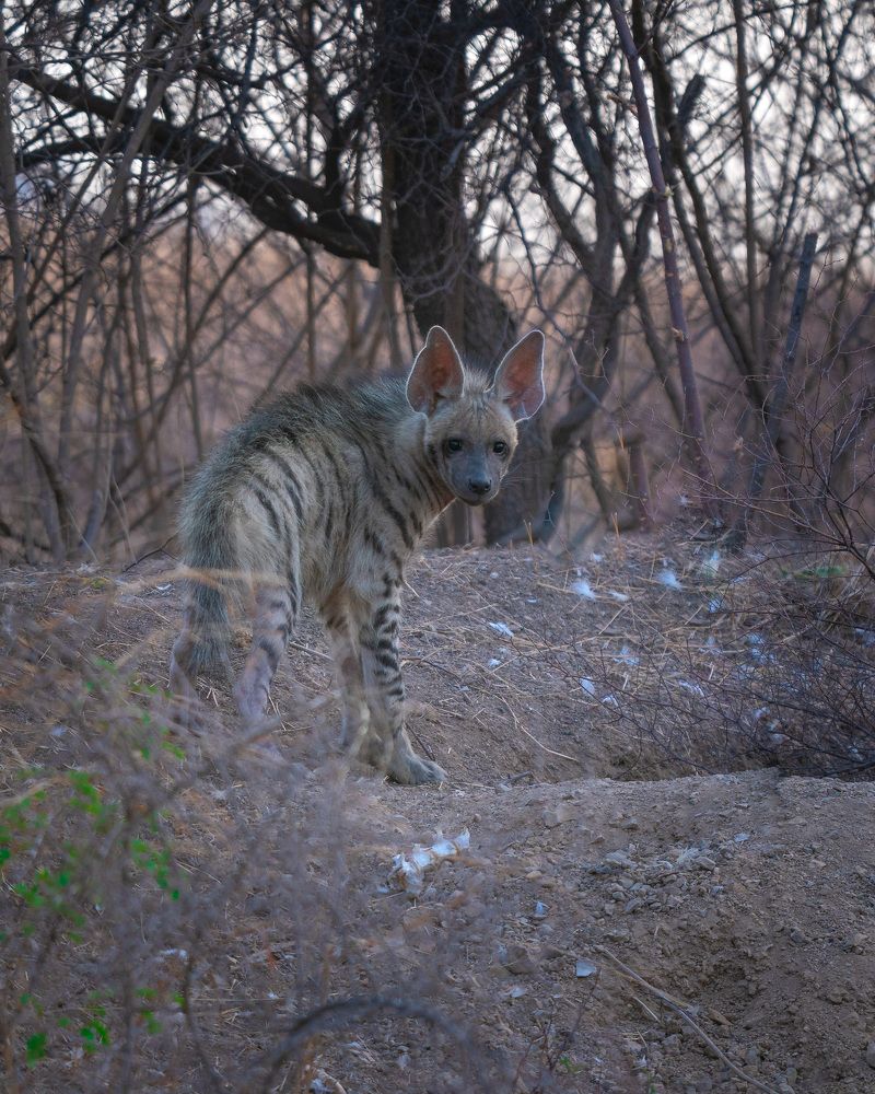 Фотография автора MANJUNATH BAGADE