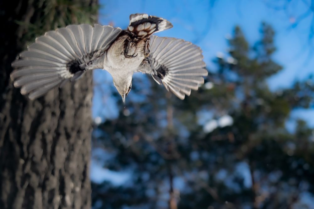 Фотография автора Алексей Савельев