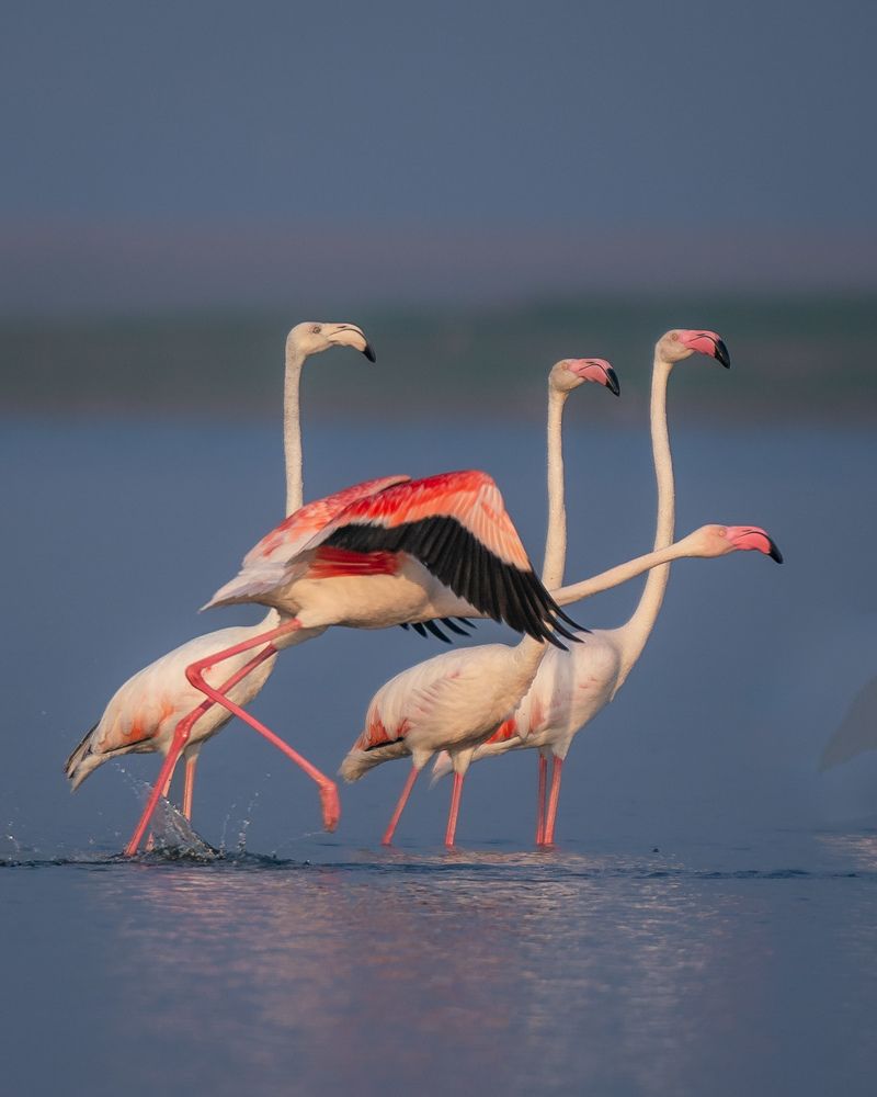 Фотография автора MANJUNATH BAGADE