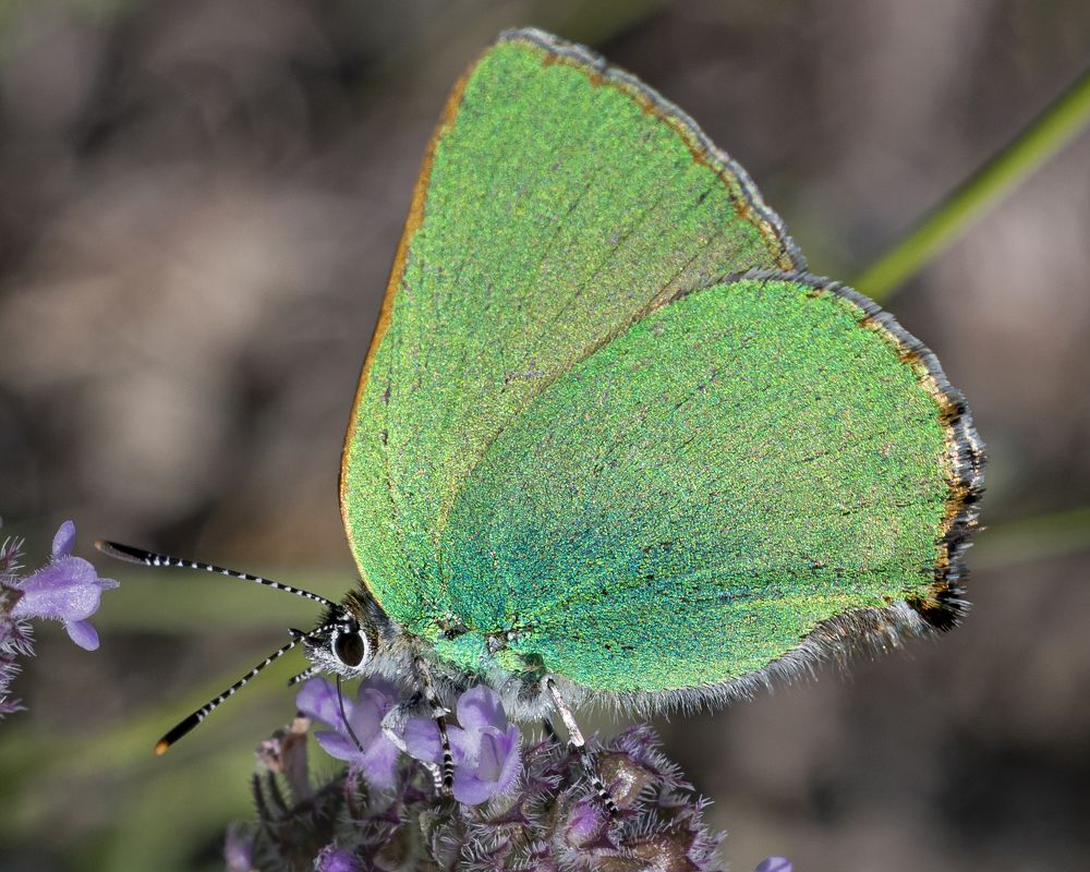 Photograph by Stamen Sotirov