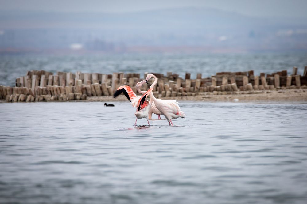 Photograph by Ivan Udondzhiev