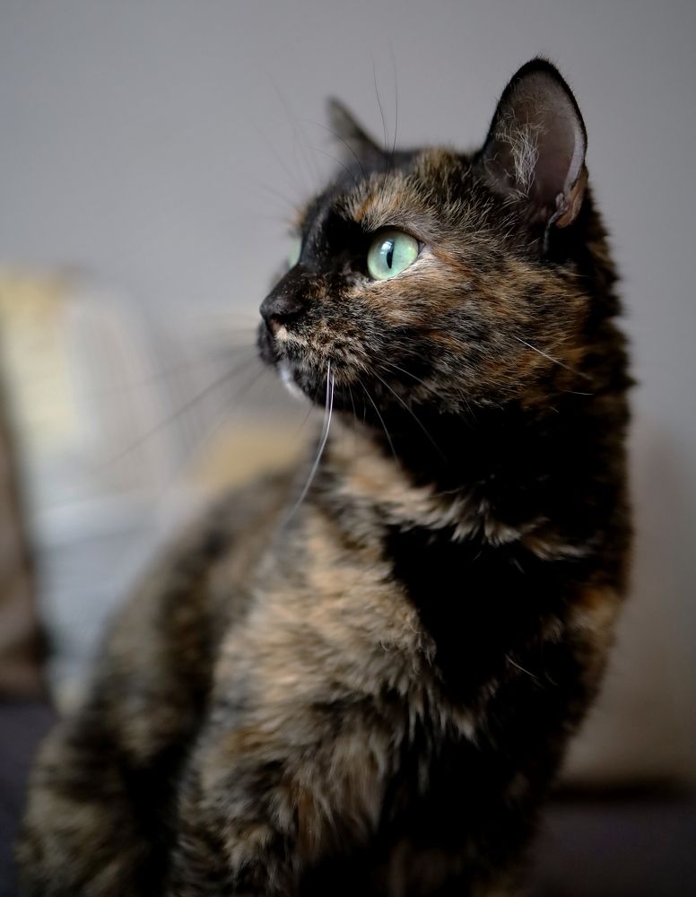 Кошачий характер