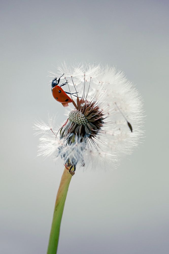 Photograph by Нели Арнаудова