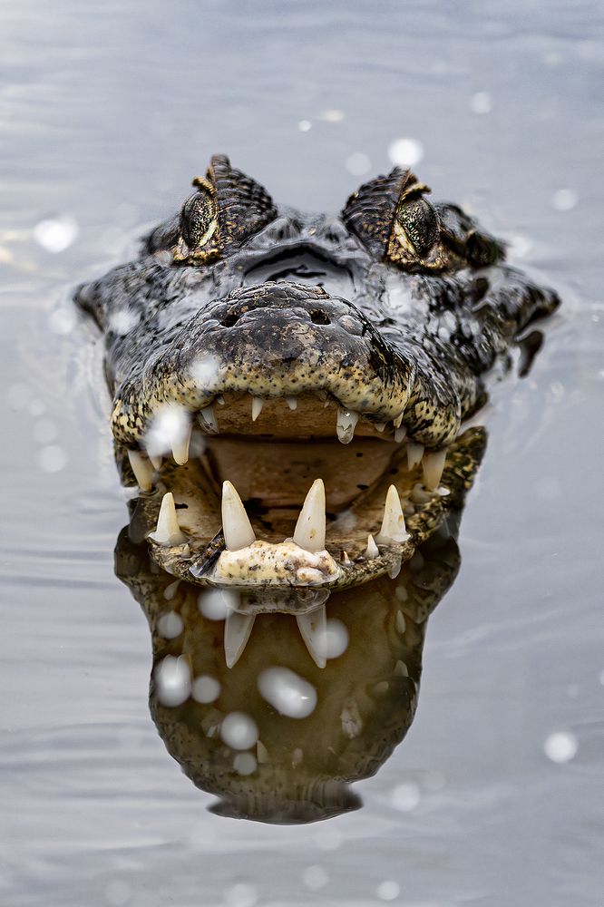 Фотография автора Ricardo Q T Rodrigues