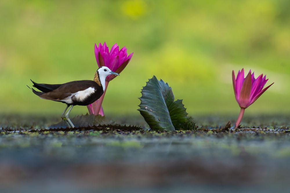 Photograph by SARADINDU ADHIKARY