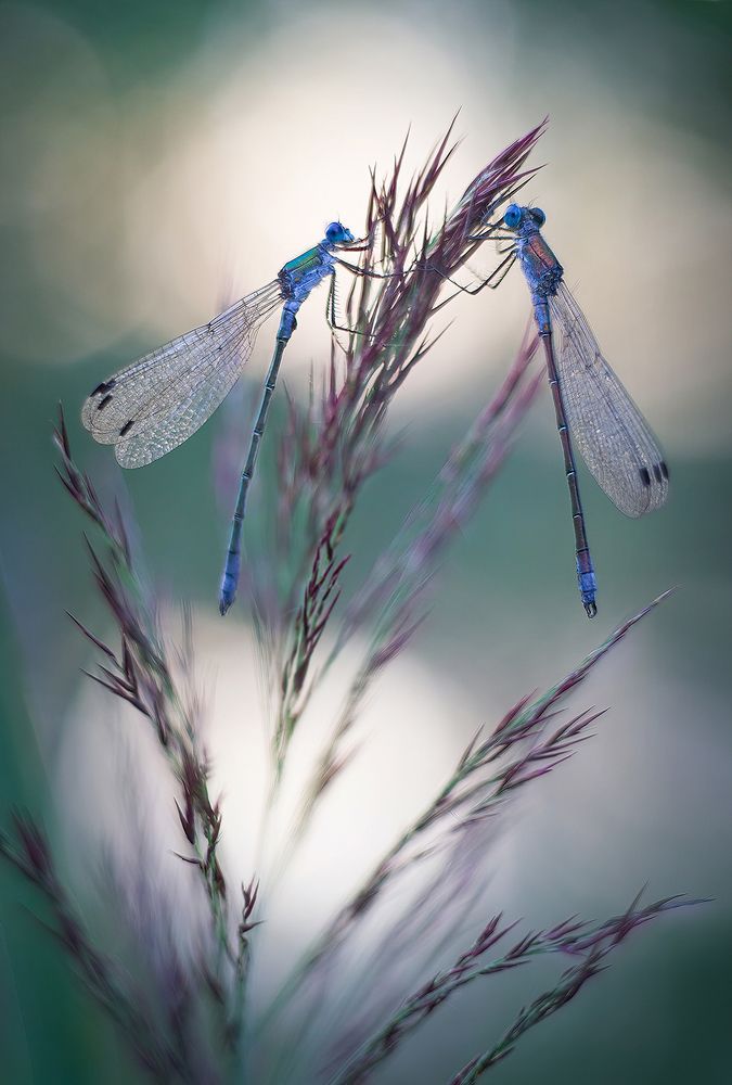 Вечер у пруда