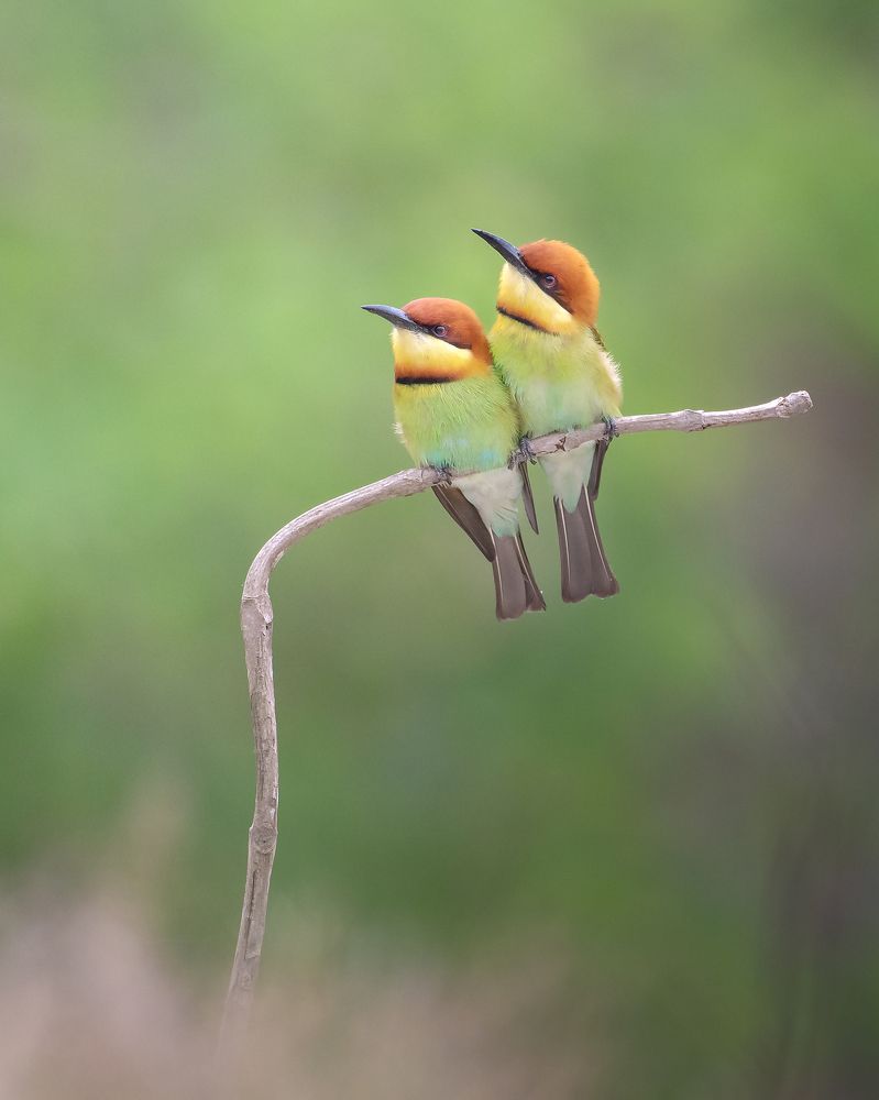 Photograph by SARADINDU ADHIKARY