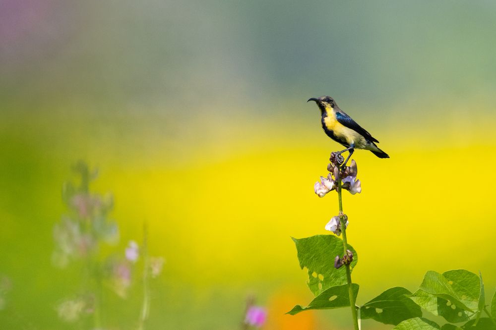 Photograph by SARADINDU ADHIKARY