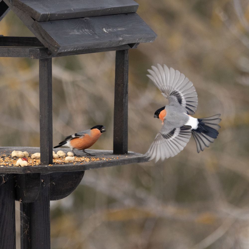 Photograph by Владимир Петухов