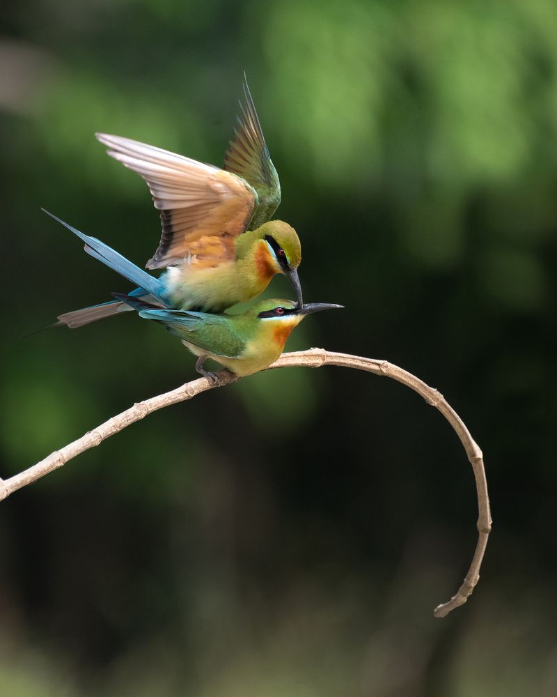 Photograph by SARADINDU ADHIKARY