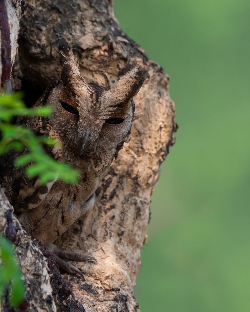 Photograph by SARADINDU ADHIKARY