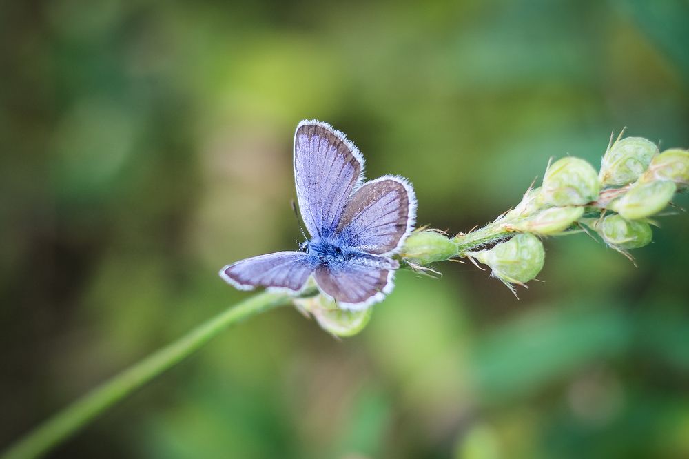 Photograph by iulia falo