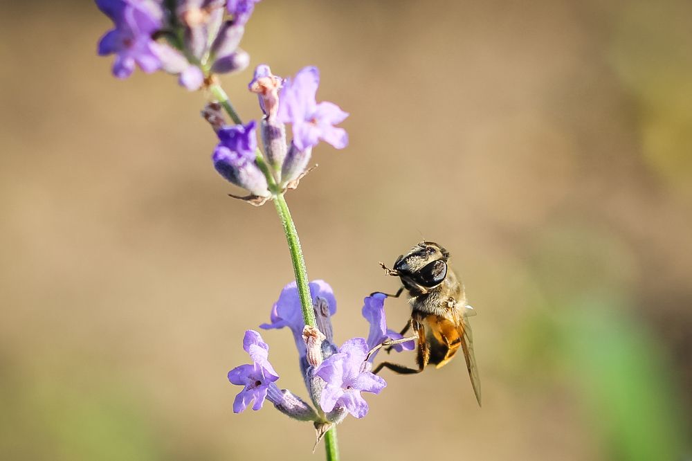 Photograph by iulia falo