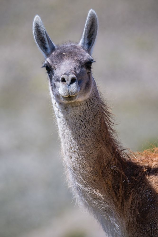 Гуанако-это не лама