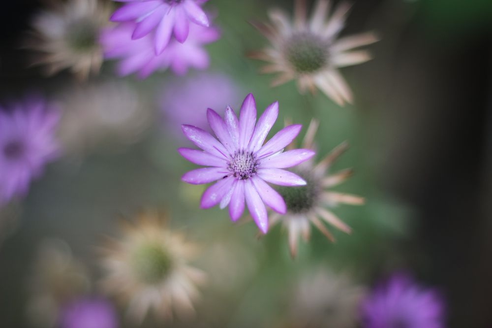 Photograph by iulia falo