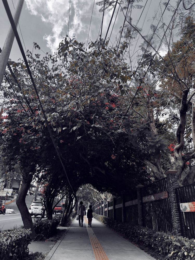 Photograph by Vanessa Carantes