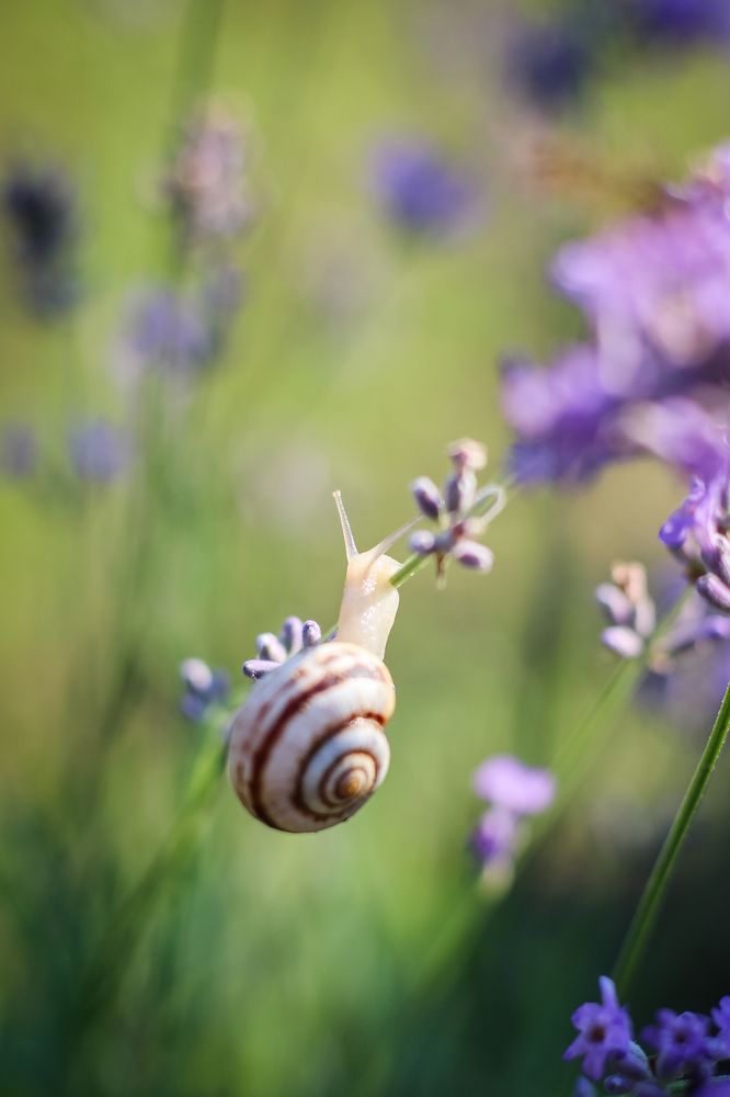 Photograph by iulia falo