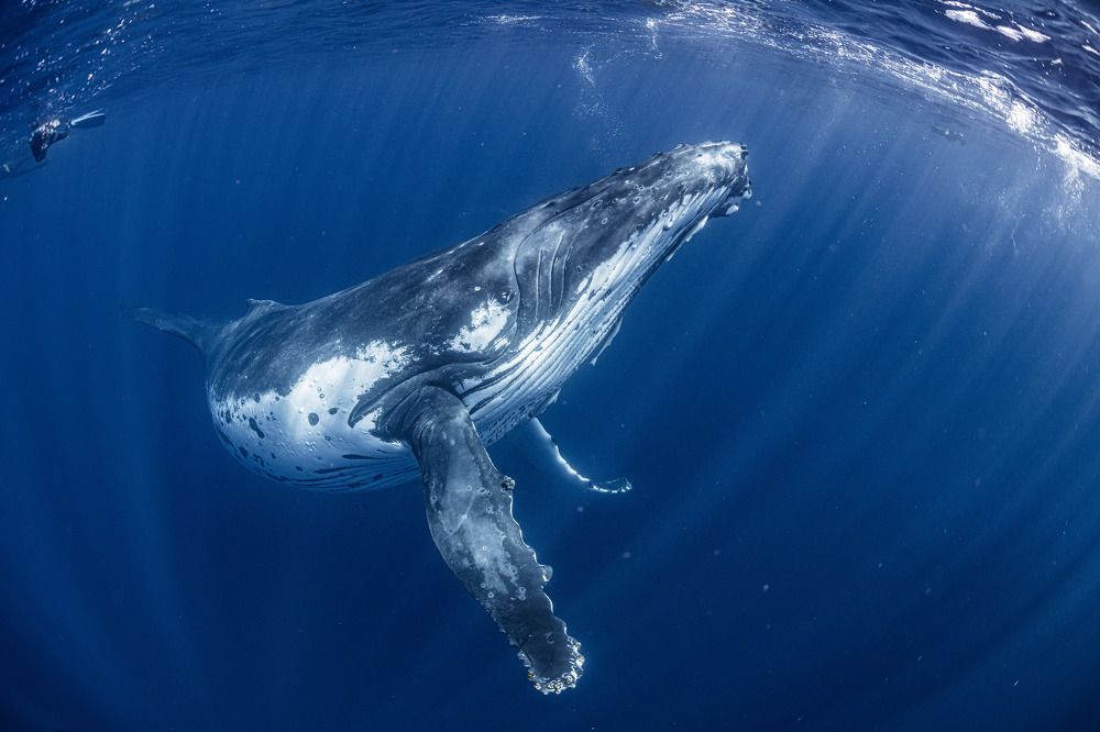 Photograph by Kurashima Daisuke