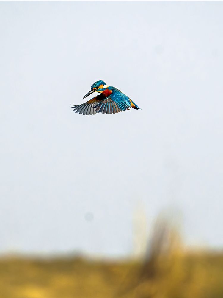 Фотография автора Susabhan Banerjee