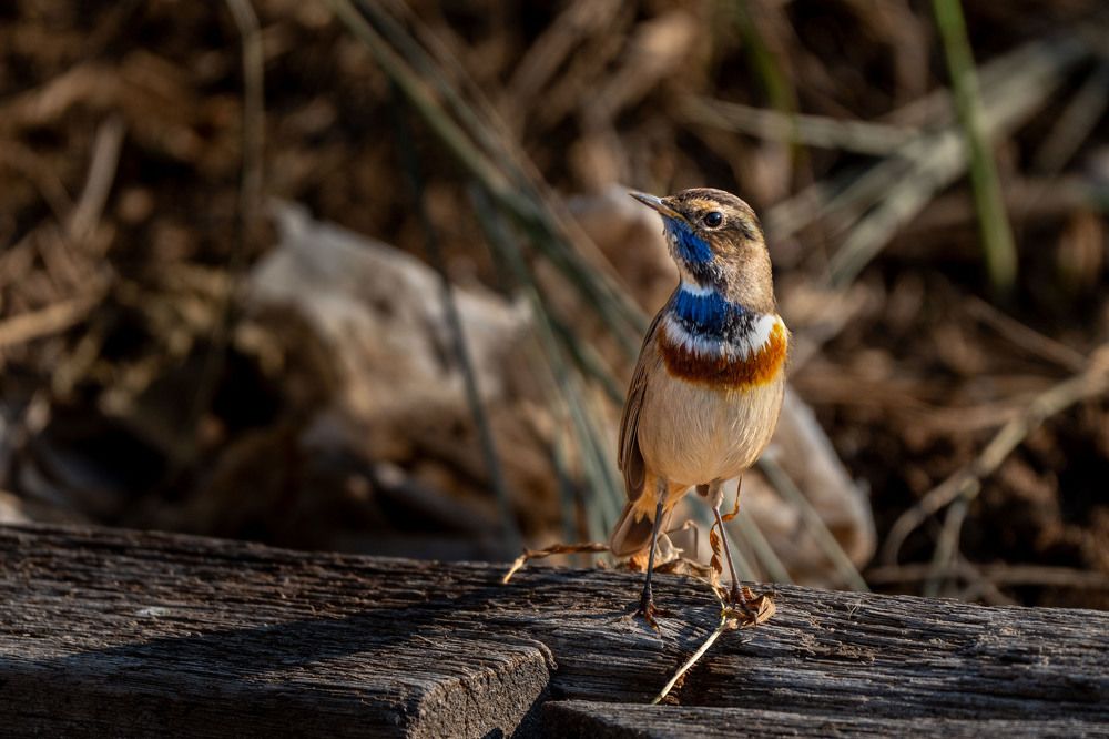 Photograph by Leslee Jayachandran