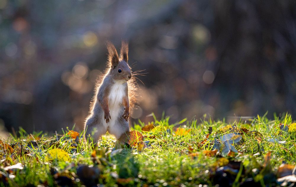 Photograph by Евгения Бочарова