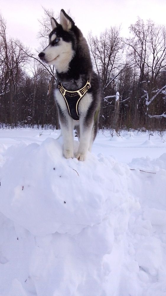 Хаски. 4 месяца