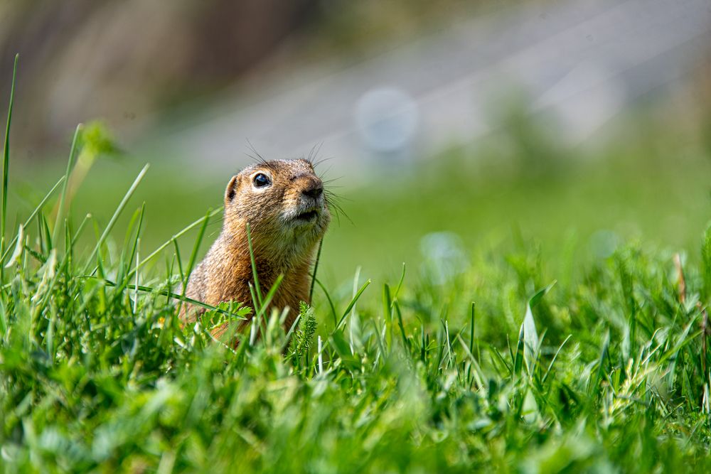 Любопытный Суслик