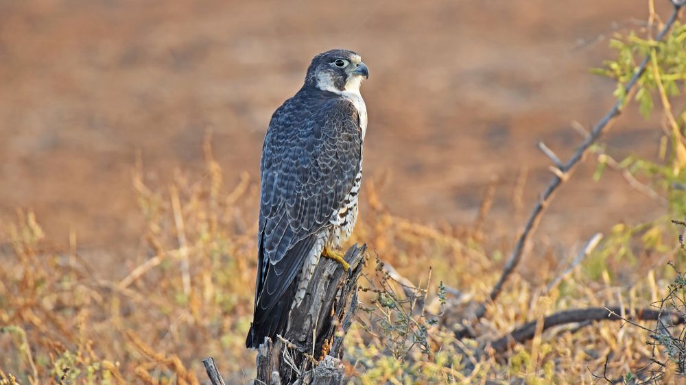 Фотография автора Prateek Agarwal