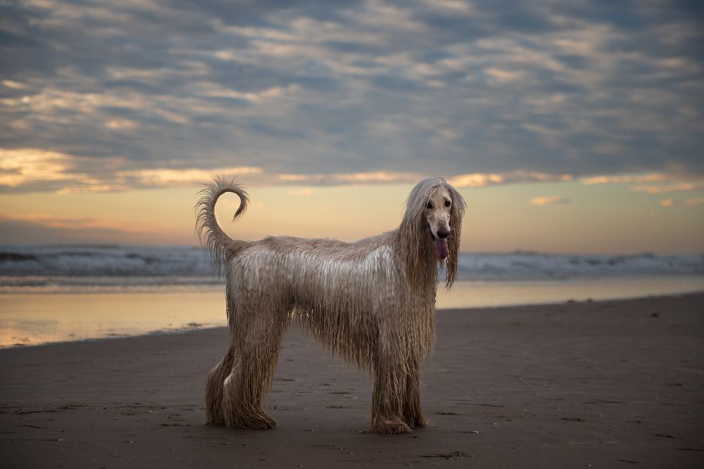 Photograph by Evgeniya Stafeeva