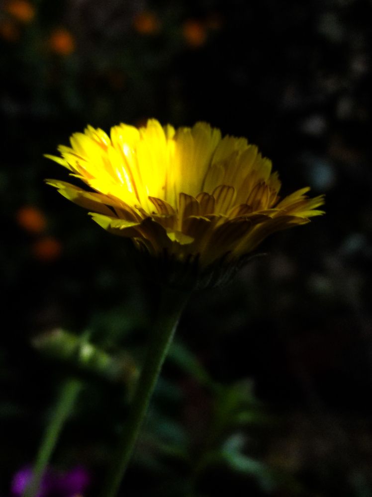 Фотография автора Santanu Dasgupta