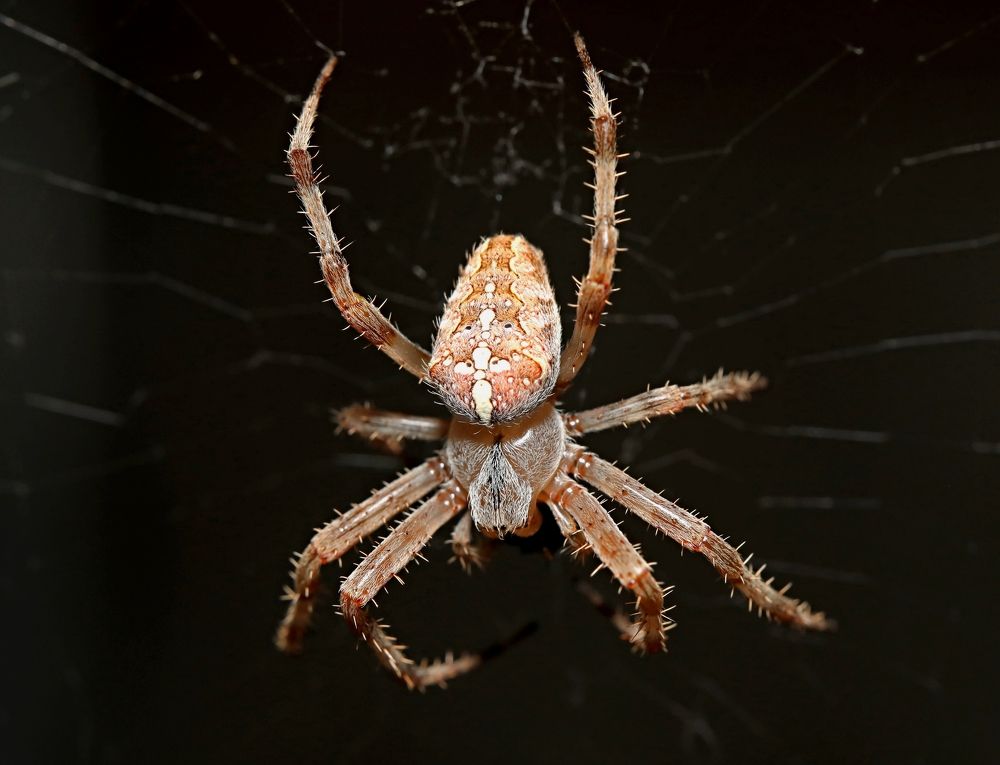 Photograph by Александр Николаев