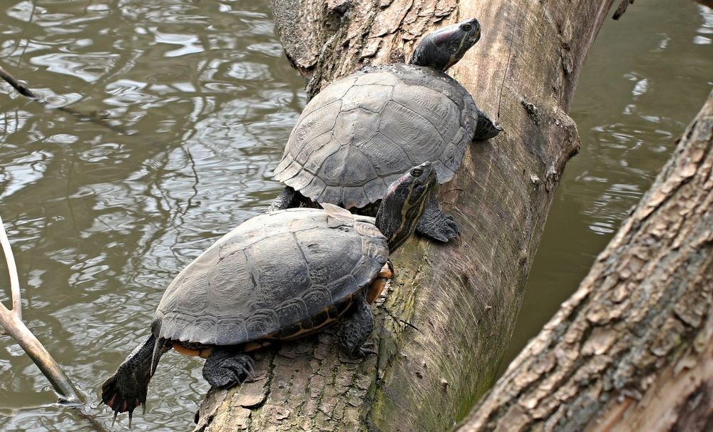 Photograph by Александр Николаев