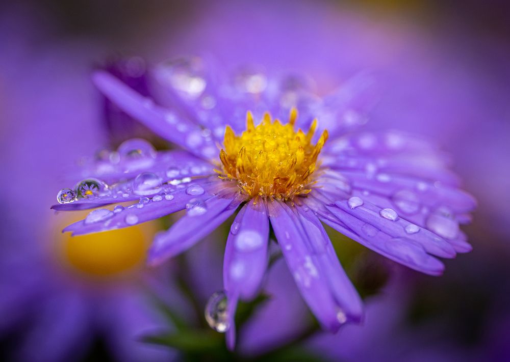 Photograph by Nelly Bijeva