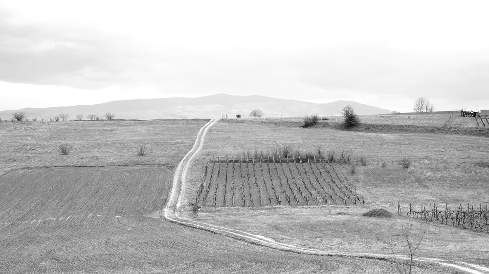 Photograph by Viktorova