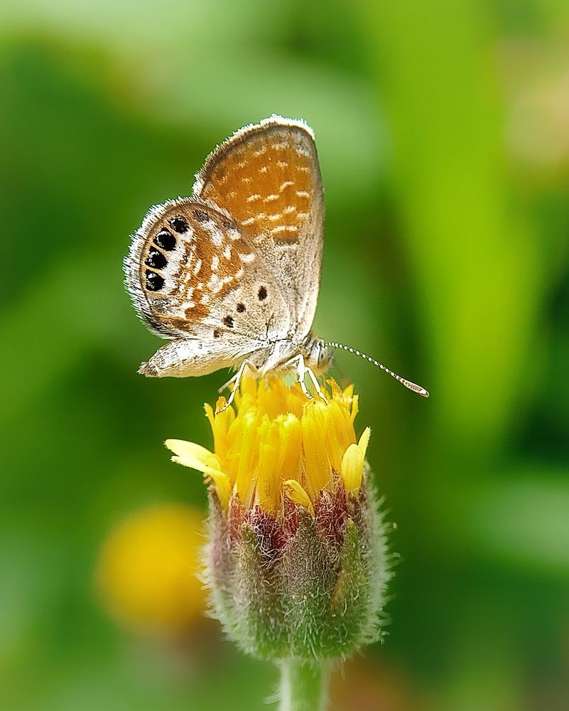 Photograph by bigu *