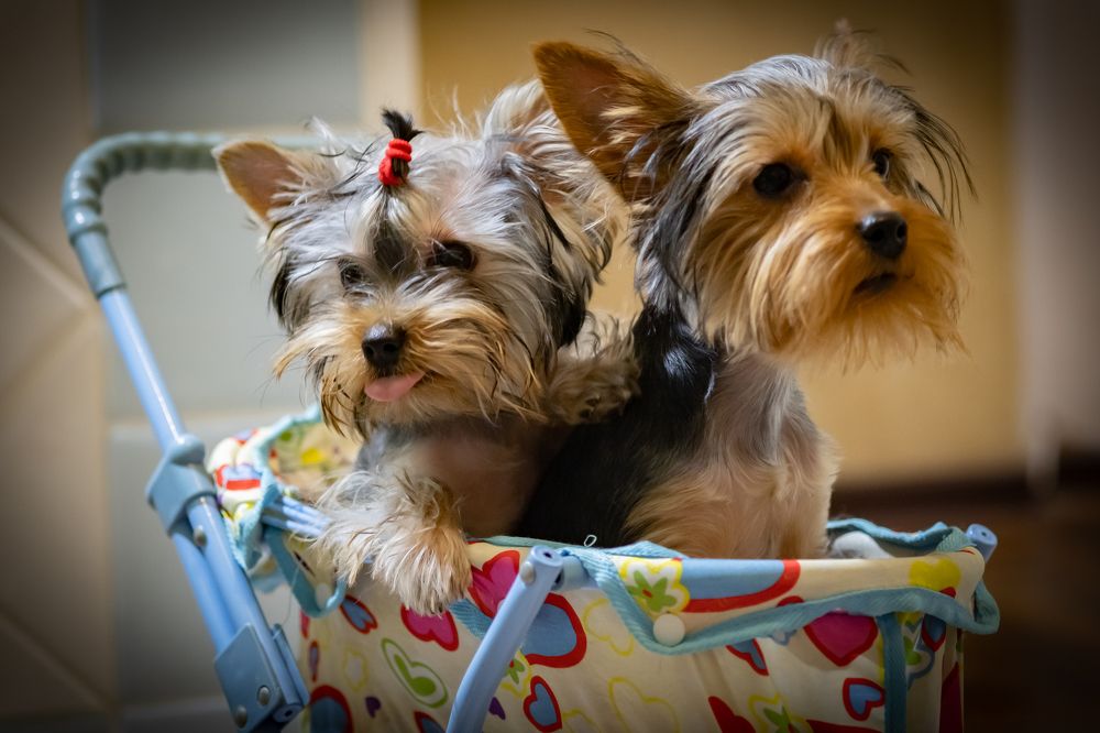 Фотография автора Андрей Карамышенко