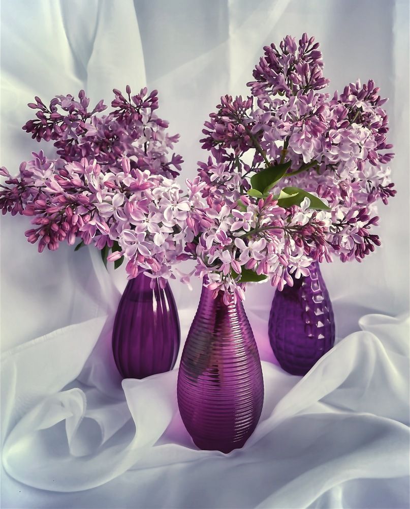 Сиреневое трио