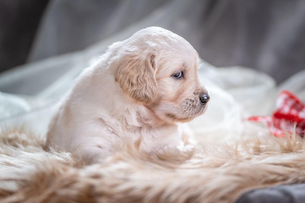 Photograph by Ольга Пачина