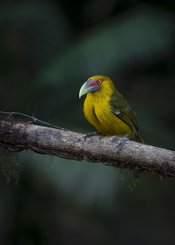 Photograph by André Inidio