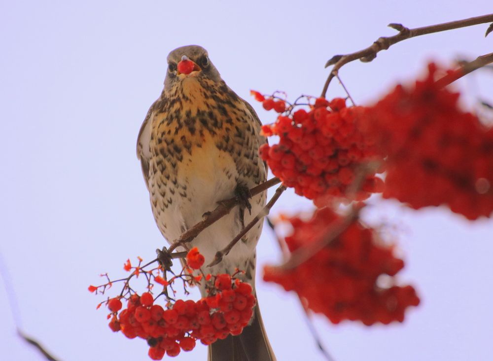 Рябина и дрозды